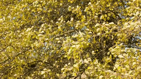Birch autumn leaves in the wind Stock-Footage 80853608