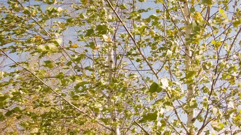 Birch autumn leaves in the wind 動画素材 80859009