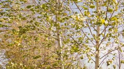 Birch autumn leaves in the wind Video stock 80859726