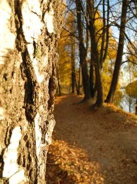 Birch in autumn Stock Photos