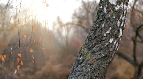 Birch in autumn with the sun. Vídeo Stock 9223532