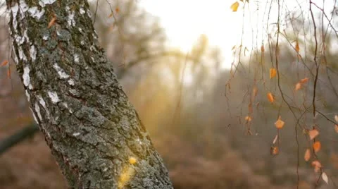 Birch in autumn with the sun. Stock Footage 9317123