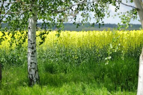 Birch in the background of a blooming rape field Stock Photos