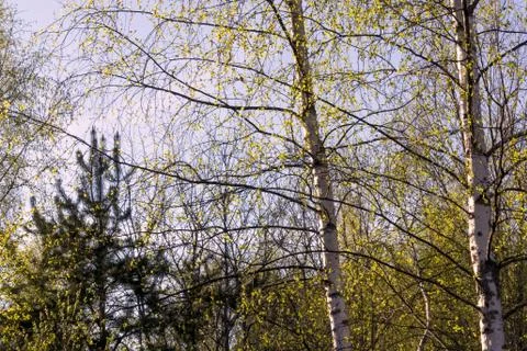 Birch on the background of the blue sky in spring Stock Photos
