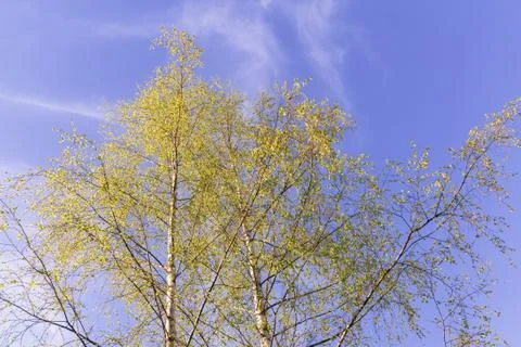 Birch on the background of the blue sky in spring Stock Photos