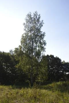 Birch on a background of the blue sky in the summer Stock Photos