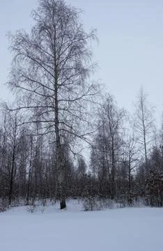 Birch on the background of the forest 库存照片