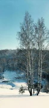 Birch on a background of a forest in winter Stock-Fotos