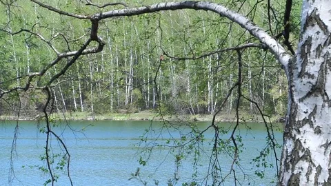 Birch on a background of the lake. Stock Footage 75054337