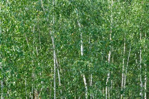 Birch background Stock Photos
