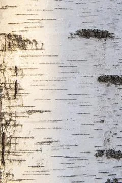 Birch background Stock Photos