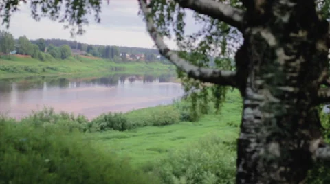 Birch on a Background of the River Stock Footage 64255691