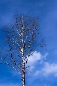 Birch on the background of the sky Foto stock