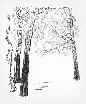 Birch background vector sketch line watercolor tree Stock Illustration