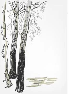 Birch background vector sketch line watercolor tree Stock Illustration