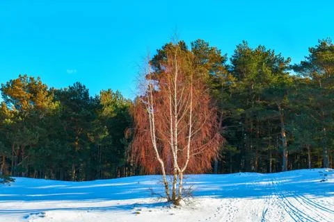 Birch on the background of a winter pine forest Stock Photos