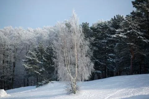 Birch on the background of a winter pine forest Stock Photos