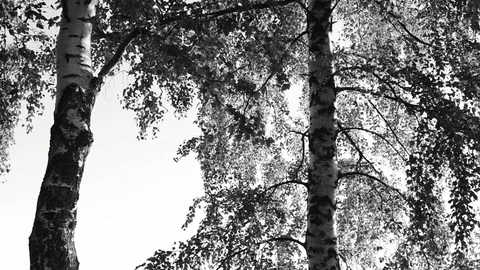 Birch in backlight Stock Footage 110836955