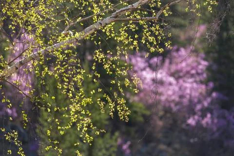 Birch backlit Stock Photos
