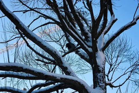 Birch bare winter bird various objects of the winter season and lanscape i... Stock Photos