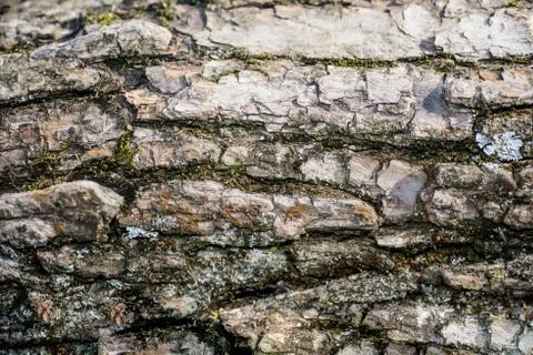 Birch bark. Abstract tree background. Stock Photos