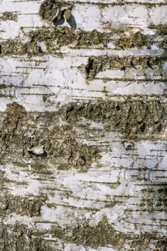 Birch bark. Abstract tree background. Stock Photos