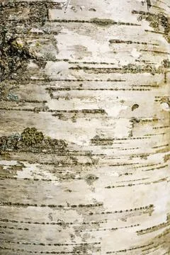 Birch bark. Abstract tree background. Macro photo Stock Photos