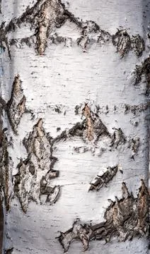 Birch bark and tree trunk texture natural background forest wood surface for  库存照片