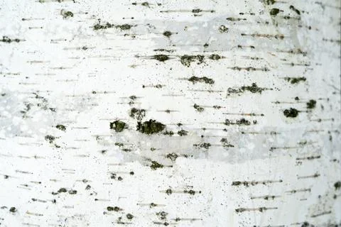 Birch bark background close up Stock Photos