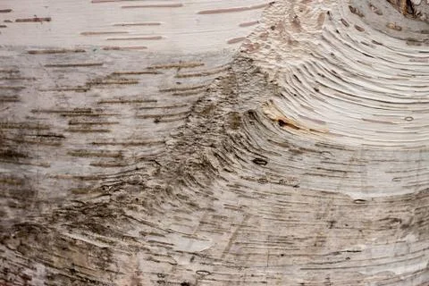 Birch bark background Stock Photos