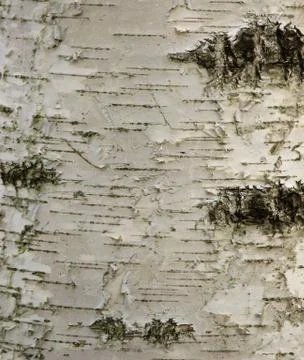 Birch bark background Stock Photos