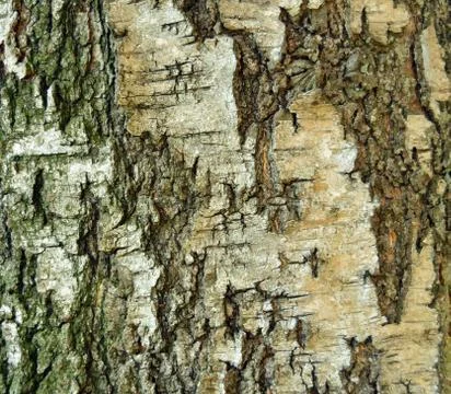 Birch bark background Stock Photos