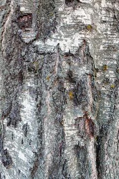 Birch bark background Stock Photos