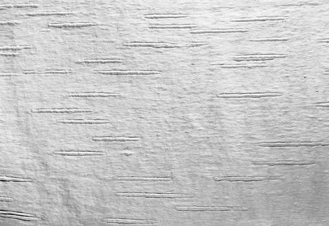 Birch bark background Foto stock