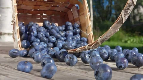 Birch Bark Basket Overturns Spilling Ripe Blueberries on Wooden Table Video stock 336078397