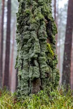 Birch bark at the bottom of the tree trunk. Raw trunk of a deciduous tree. Stock Photos