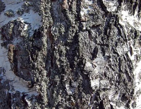 Birch Bark Close-Up: Detailed Texture Stock Photos