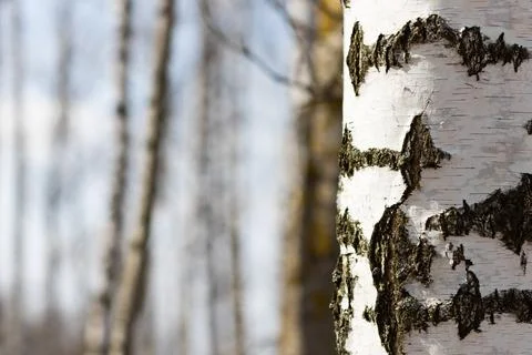 Birch bark close-up on forest background with place for your text Stock Photos
