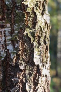 The birch bark close up Foto stock