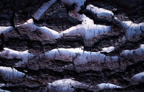 Birch bark close up texture background Stock Photos