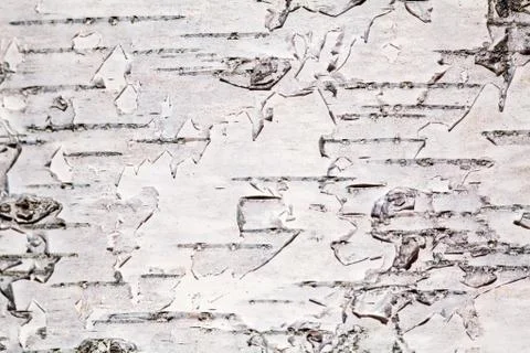 Birch bark close view Stock Photos