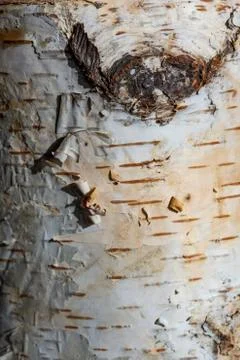 Birch bark closeup background texture Stockfoto's
