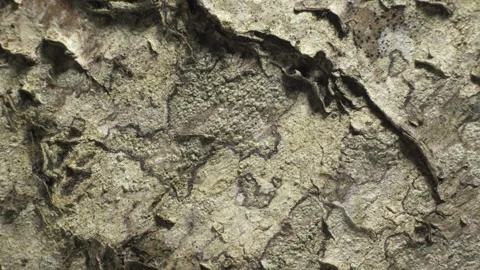 Birch bark. Complex surface texture. Macro shot Stock Footage 293929573