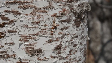 Birch bark with drops of juice Stock Footage 102148671