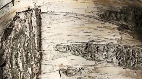 Birch bark Stock Footage 11243956