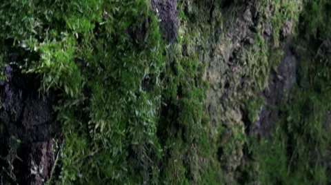 Birch bark Video stock 39844656