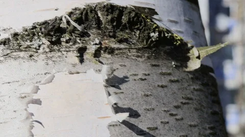 Birch bark Stock Footage 128635489