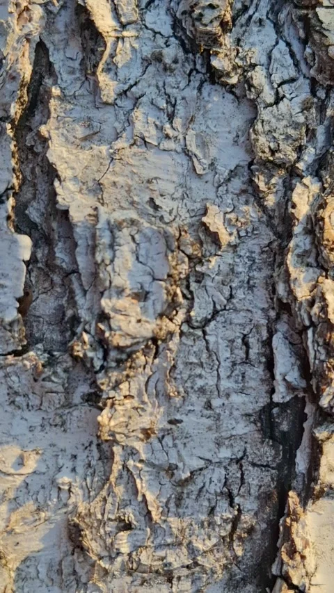 Birch bark Stock-Footage 344479951