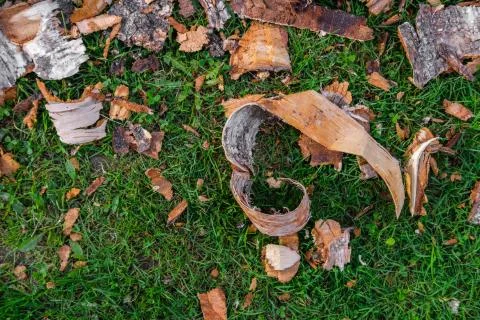 Birch bark on the grass. Stock Photos