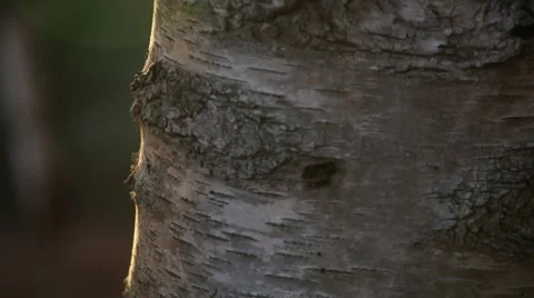 Birch bark lit by sunset Stock Footage 46132219